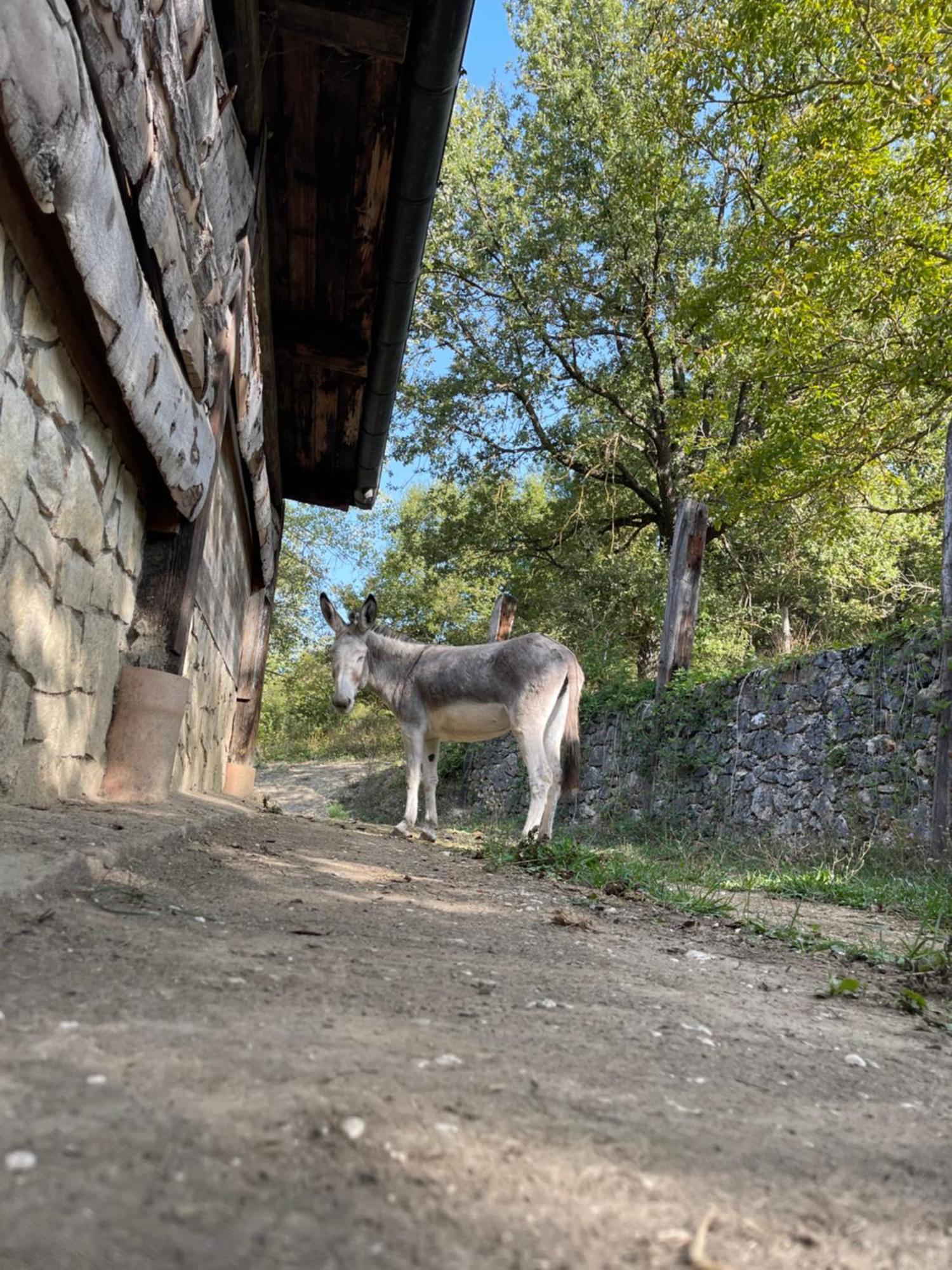 "Il Casaletto" Agriturismo Moderno, Vista Panoramica E Cibo Spettacolare- Scurcola Marsicanaヴィラ エクステリア 写真